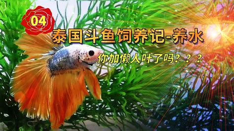 財位可以養鬥魚嗎|【鬥魚飼養】養鬥魚風水禁忌、水質要求、水草選擇＆。